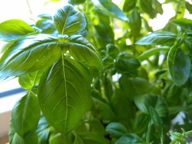 istock Fresh Basil - Basil Plant Close-up 1047578646