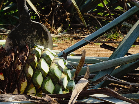 Raíces de agave azul (piña) cosechadas para el productio de tequila photo