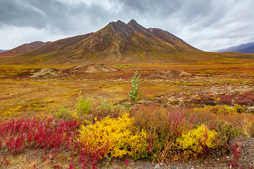 Colores de otoño en la tundra, en el Parque Nacional piedra sepulcral. Yukon, Canadá photo