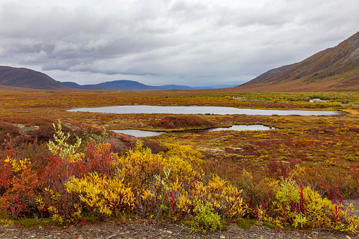 Colores de otoño en la tundra, en el Parque Nacional piedra sepulcral. Yukon, Canadá photo