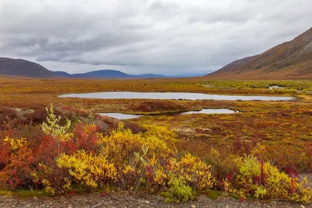 Photo of Fall colors in tundra, in Tombstone national park. Yukon, Canada