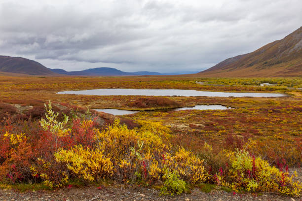 fall colors in tundra, in tombstone national park. yukon, canada - forest tundra imagens e fotografias de stock