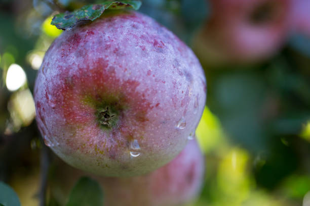 istock Fresh juicy ripe apples 1047590508