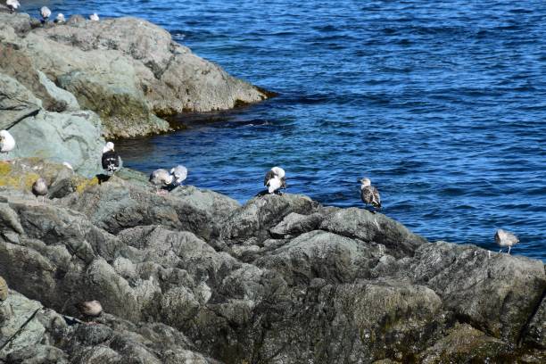 istock seagulls on the rock on the shore coastline 1047595500