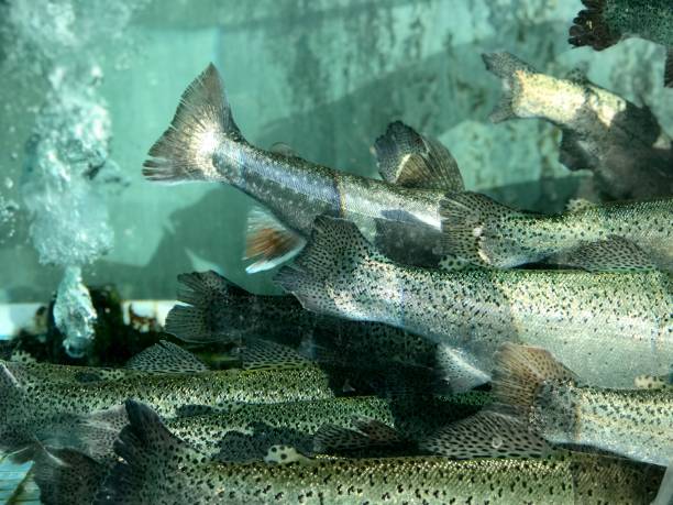 istock Trout fish in aquarium 1047595530