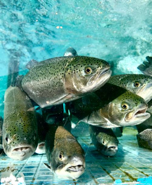 istock Trout fish in aquarium 1047595546