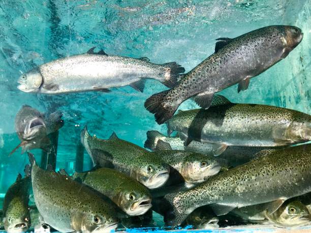 istock Trout fish in aquarium 1047595664