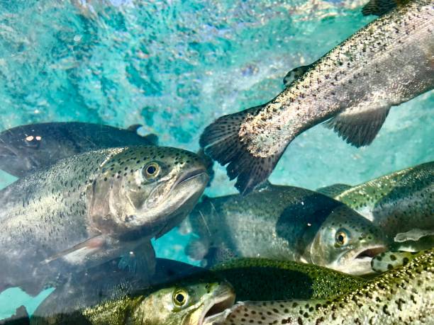 istock Trout fish in aquarium 1047595682