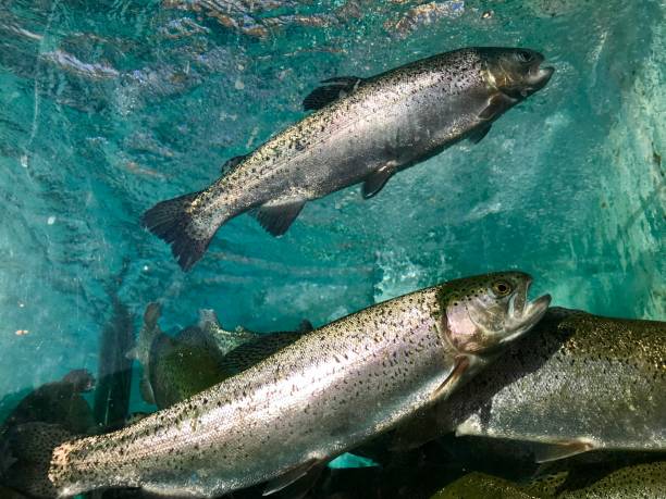 istock Trout fish in aquarium 1047595716