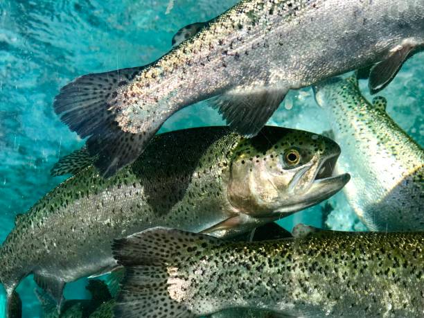 istock Trout fish in aquarium 1047595736