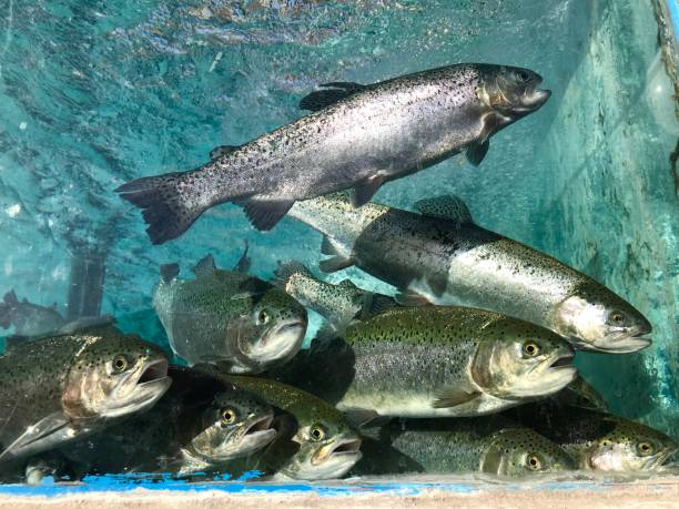 istock Trout fish in aquarium 1047597794