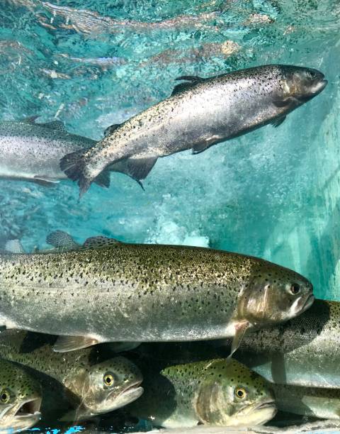 istock Trout fish in aquarium 1047597820