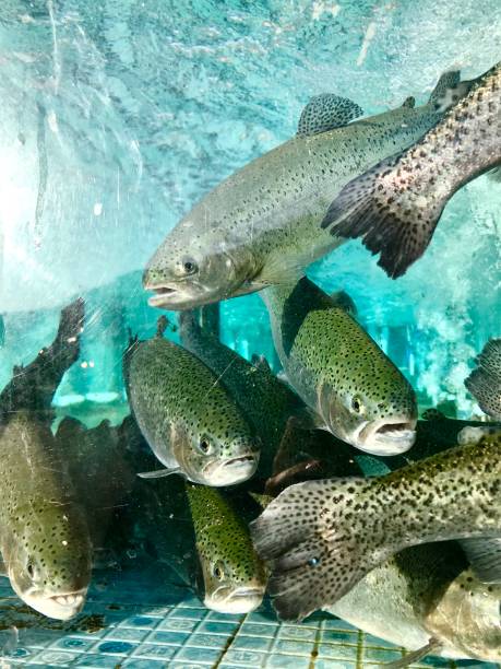 istock Trout fish in aquarium 1047597836