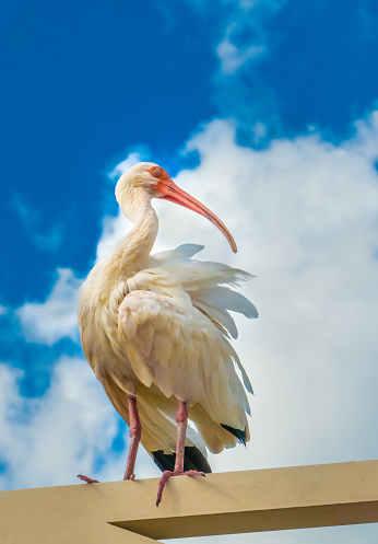 Wild ibis on a fence in Central Florida