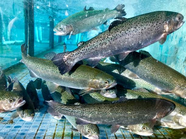 istock Trout fish in aquarium 1047599986