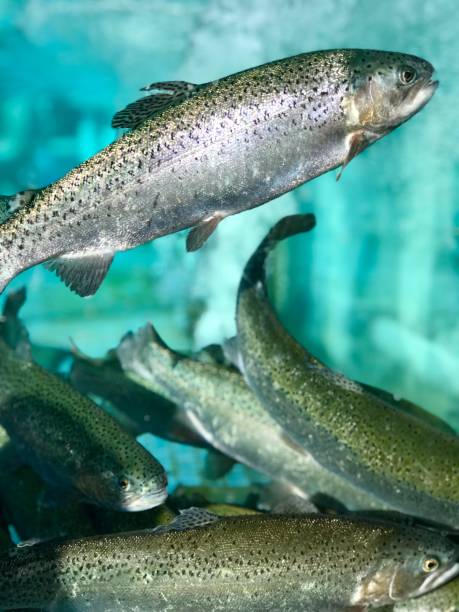 istock Trout fish in aquarium 1047600030