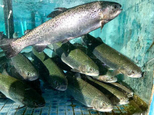 istock Trout fish in aquarium 1047600048