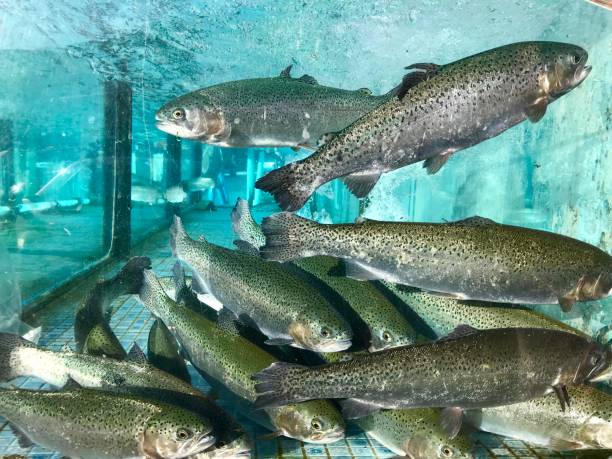 istock Trout fish in aquarium 1047600116