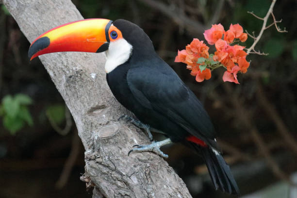 istock Toco toucan and bougainvillea flowers 1047600790