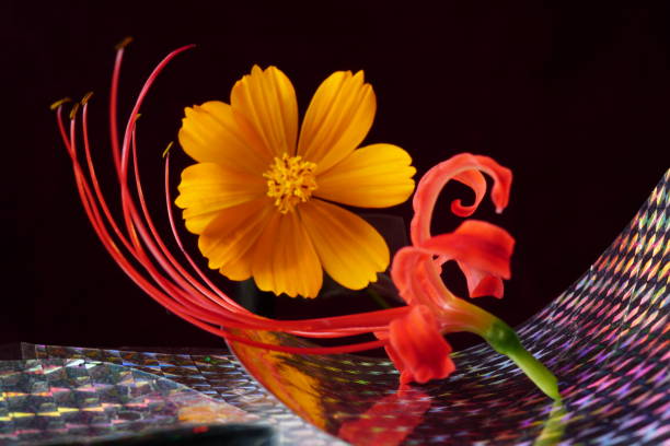 istock Fantasy photograph flower two wheels 1047600896