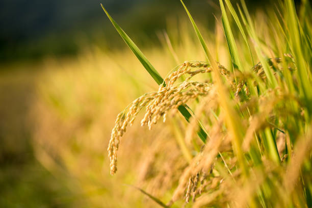 goldener reispflanzen - reisfeld stock-fotos und bilder