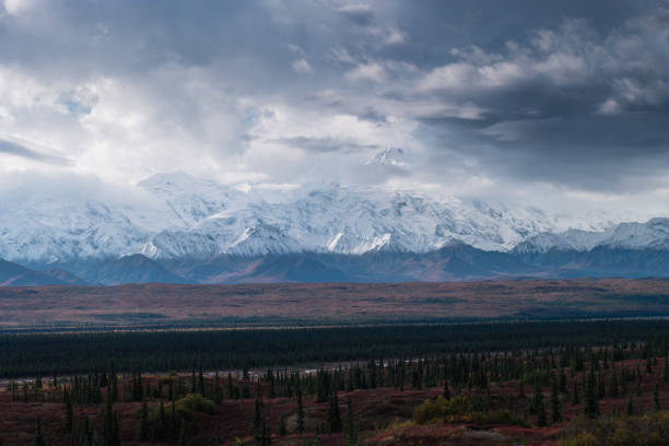 autumnal denali national park scenery in cloudy day - forest tundra imagens e fotografias de stock