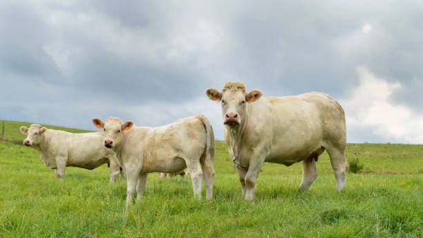 istock Mother cow Charolais breed 1047605804