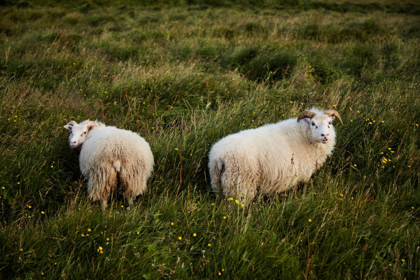 две исландские овцы - icelandic sheep стоковые фото и изображения