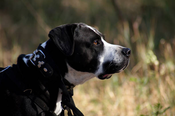 istock Bulldog with collar and chest harness 1047612602