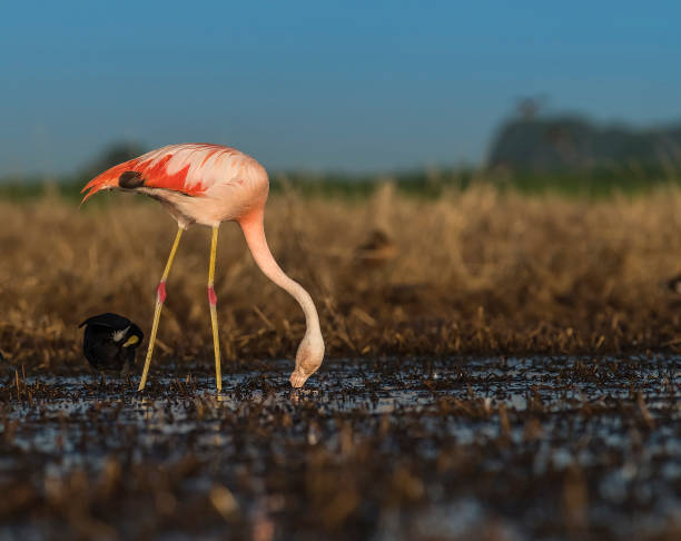 istock Chilean flamingo 1047613150