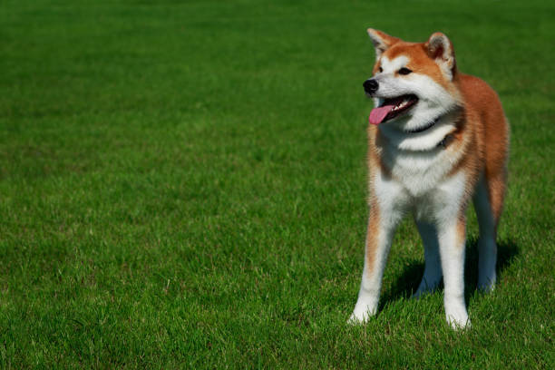 istock Dog breed Akita Inu 1047613334