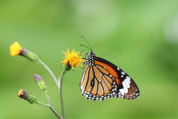 istock Monarch butterfly feeding nectar from tiny flowers bright and freshness in nature background 1047613436