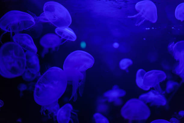 istock Jellyfish in action in the aquarium,Creating beautiful effect while in motion 1047613788
