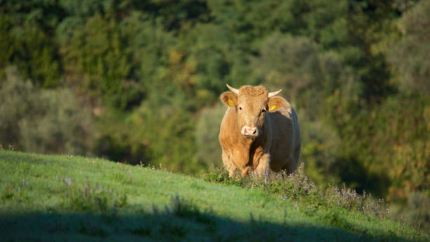 istock A Brown Cow in a field 1047613884