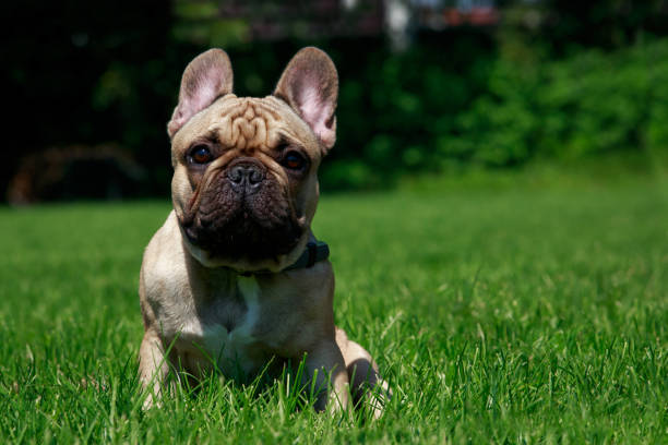 istock Dog breed French Bulldog 1047616954