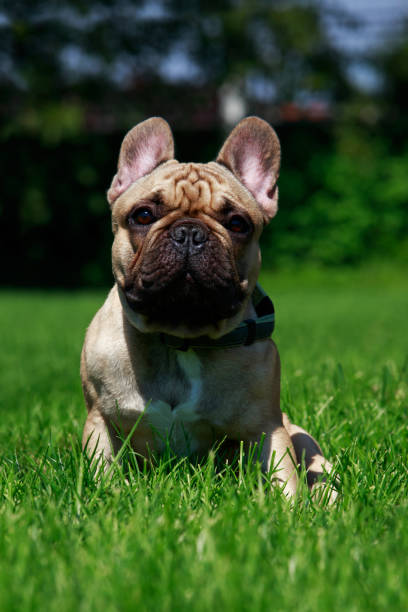 istock Dog breed French Bulldog 1047617352