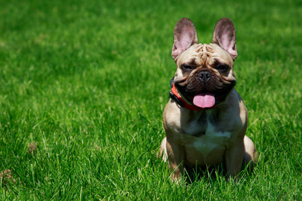 istock Dog breed French Bulldog 1047617598
