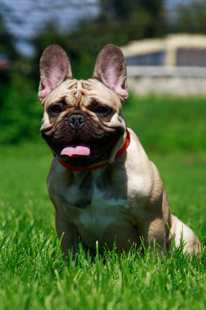 istock Dog breed French Bulldog 1047617618