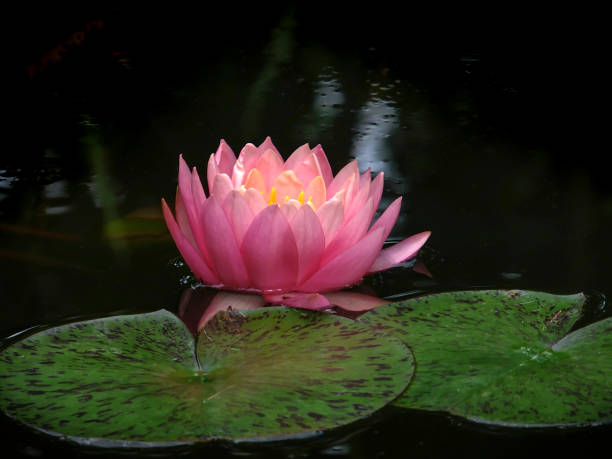 água laranja por do sol do perry lírio no sol. a nymphaea refletida em um lago com um fundo verde escuro. - lotus reflection flower single flower - fotografias e filmes do acervo