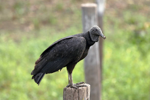 istock American black vulture on a pole 1047621068