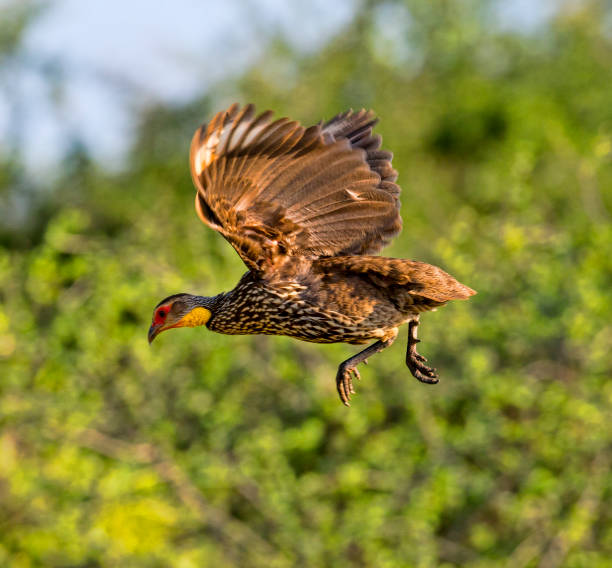 istock Yellow necked Spurfowl 1047623762