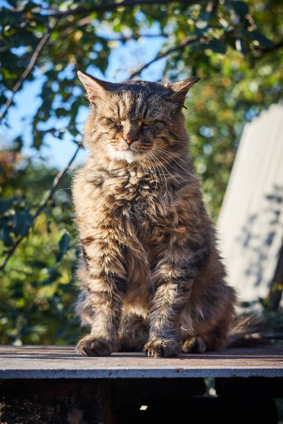 istock Serious siberian cat in sunshine 1047624688