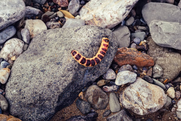 Red caterpillar Cossus Cossus on gray stones.