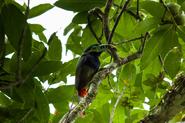 istock Colorful toucan on the tree 1047631160