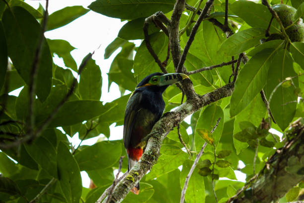 Colorful toucan on the tree Tipical rainforest toucan diversidade stock pictures, royalty-free photos & images