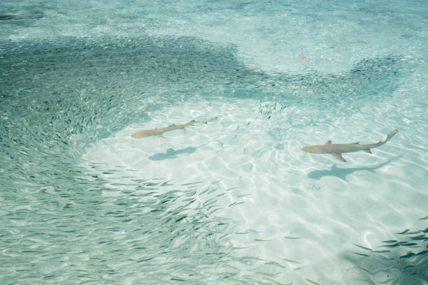 istock Blacktip sharks looking for snack 1047631760