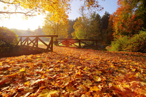 istock Autumn forest. Beautiful rural scenery. 1047635210