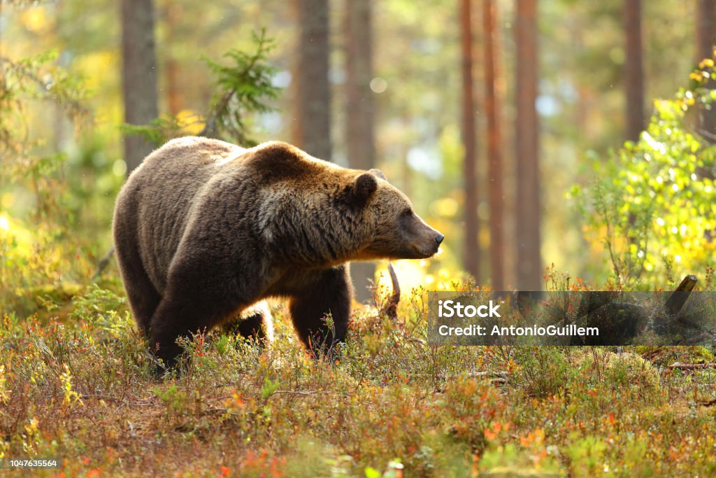 Brown bear in a forest looking at side Portrait of a big brown bear in a colorful forest looking at side in autumn Bear Stock Photo