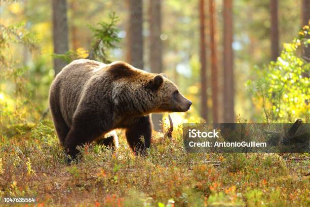 Brown Bear In A Forest Looking At Side Stock Photo - Download Image Now - Bear, Spain, Animal