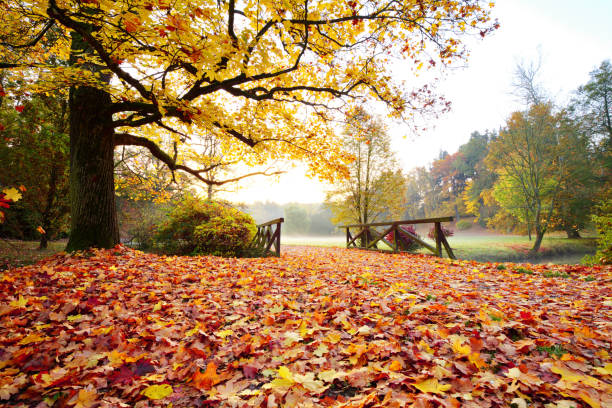istock Autumn forest. Beautiful rural scenery. 1047635854